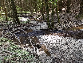 naturnaher Bach Eifel NRW